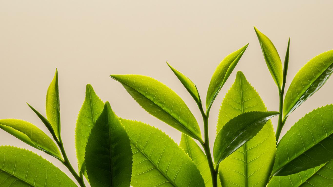 obzor populjarnyh vidov zelenogo chaja iz kitaja i japonii 1