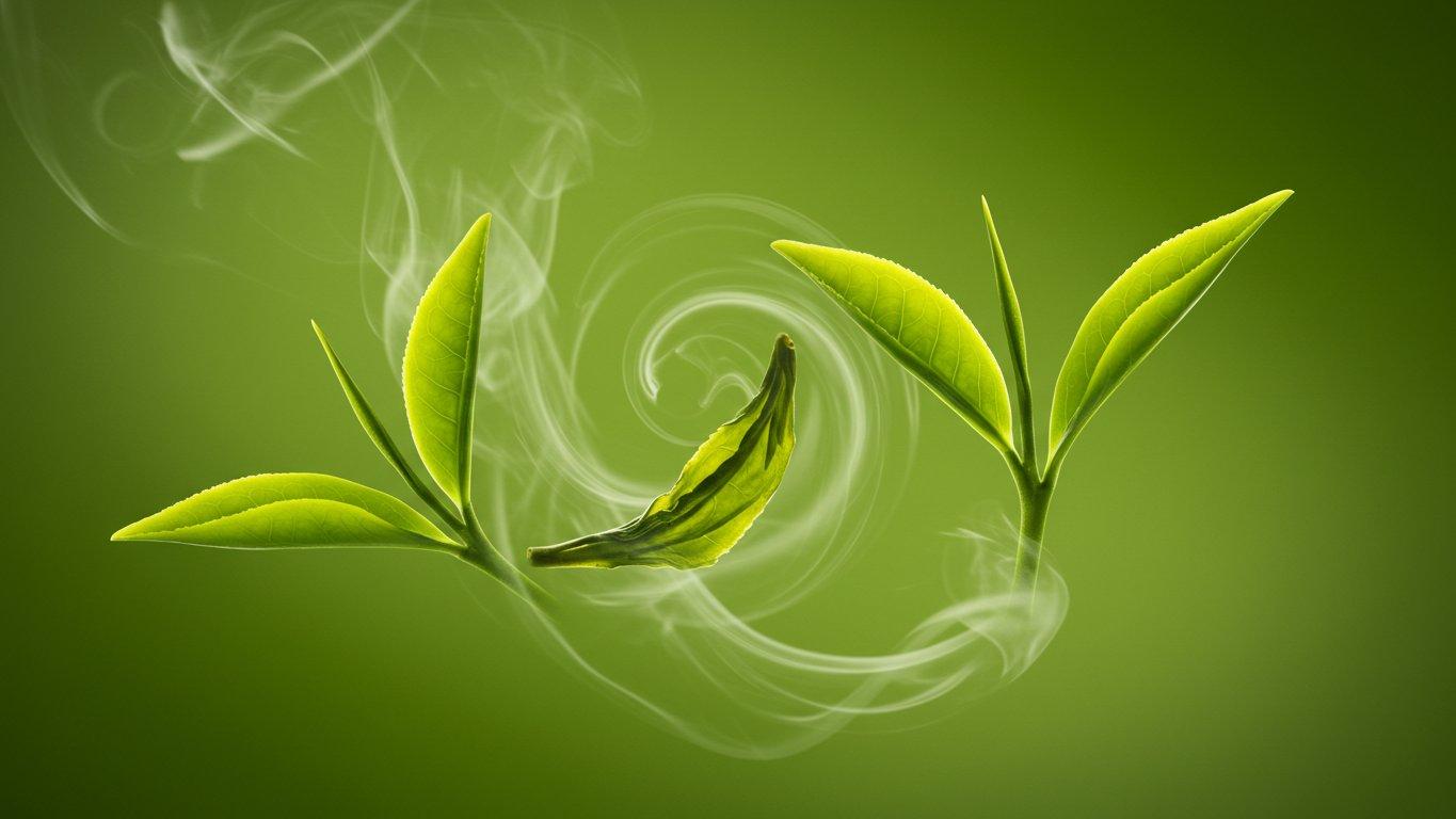 poleznye svojstva zelenogo chaja mify i real nost 1