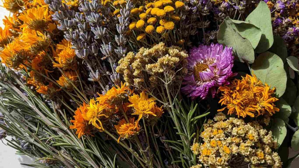 populjarnye travjanye sbory i ih poleznye svojstva 3